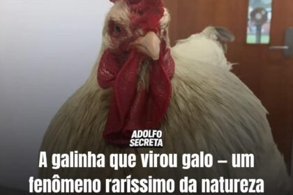APÓS BOTAR OVO GALINHA VIRA GALO NO RIO GRANDE DO SUL!